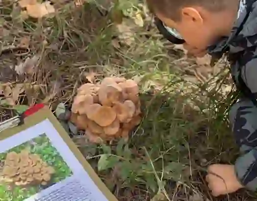 Çocuğun Güçlü İmajı, Yüz Dil Teorisi (The Hundred Languages of Children), Demokratik Katılım ve İş Birliği